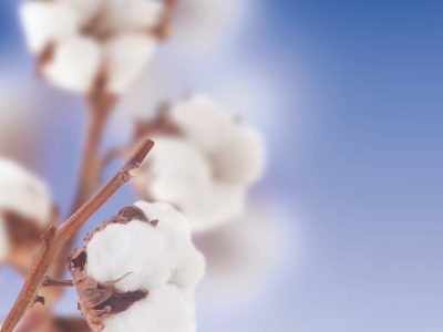 Congresso cotonicultor comemora safra recorde