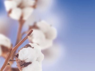 Congresso cotonicultor comemora safra recorde