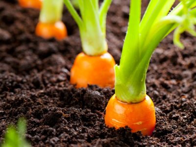 Mais proteção para as cenouras com Fosfito + fungicida