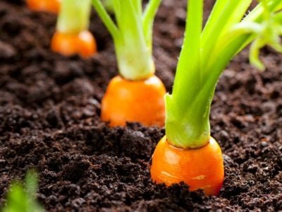 Mais proteção para as cenouras com Fosfito + fungicida