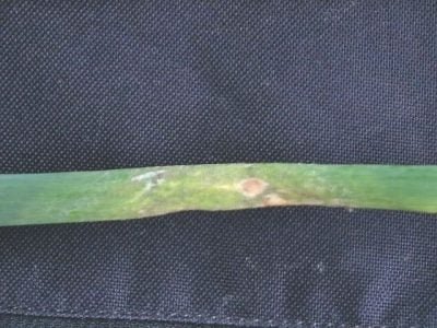 Míldio é um problema para o cultivo da cebola?