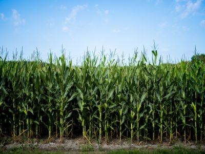 A beautiful shot of cornfield with a blue sky in the background