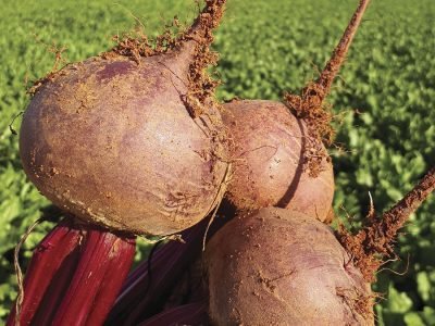 Beterraba - Foto: Bejo