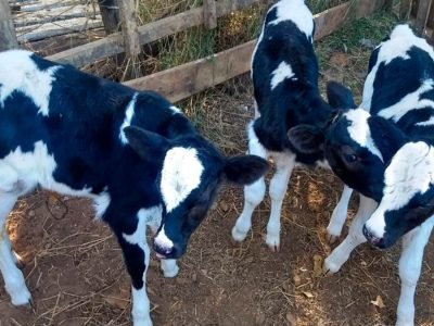 Bezerras - Foto: Internet