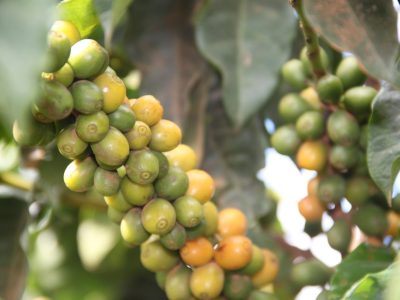 Setor cafeeiro tem limite de crédito ampliado