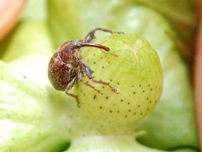 Bicudo-do-algodoeiro - Crédito: Sebastião Araújo