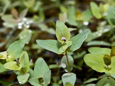 bioeconomia-florestal-embrapa
