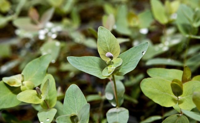 bioeconomia-florestal-embrapa