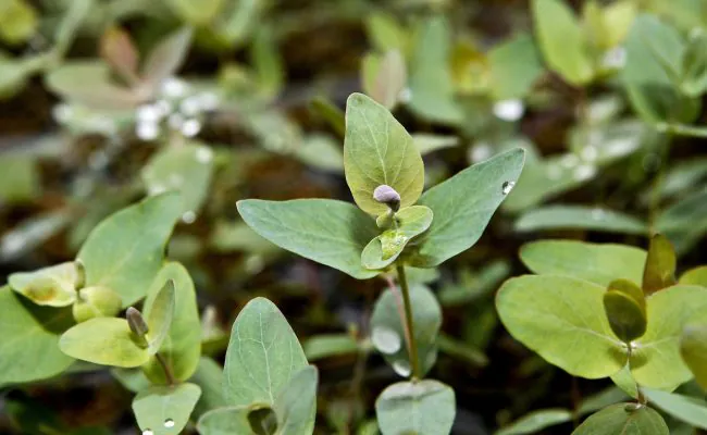 bioeconomia-florestal-embrapa