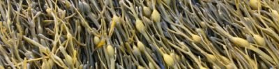 bioestimulantes-alga-ascophyllum-nodosum-fruticultura-estresse-abiotico