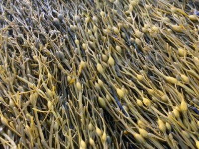 bioestimulantes-alga-ascophyllum-nodosum-fruticultura-estresse-abiotico