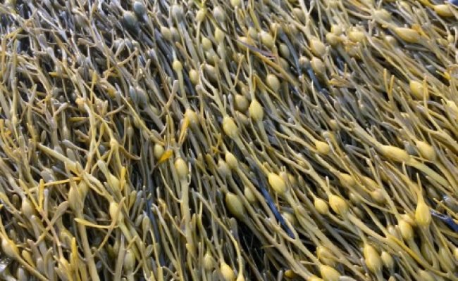 bioestimulantes-alga-ascophyllum-nodosum-fruticultura-estresse-abiotico