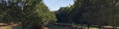 bioinsumos-bacterias-macadamia-embrapa