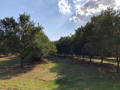 bioinsumos-bacterias-macadamia-embrapa