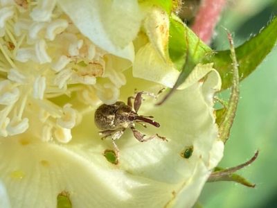 Foto: bicudo-do-algodoeiro