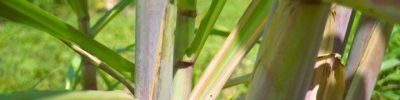 biotrop-cana-de-acucar-aime-medard-unsplash-foto-divulgacao (Pequeno)