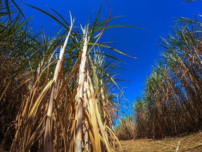 Foto: Sistema CNA/Senar