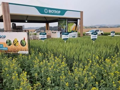 Plantação de canola com flores amarelas no Sul do Brasil