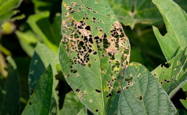 Soybean leaf with skeleton holes from insect damage. Agriculture pest, insect control, and plant defoliation concept.
