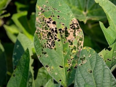Soybean leaf with skeleton holes from insect damage. Agriculture pest, insect control, and plant defoliation concept.