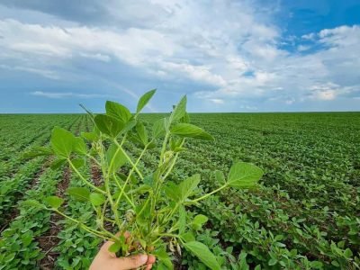 biotrop-planta-foto-divulgacao