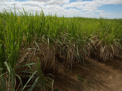 biotrop-plantacao-de-cana-foto-divulgacao