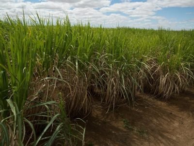 biotrop-plantacao-de-cana-foto-divulgacao