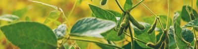 soybean grows on the field. Selective focus. nature.