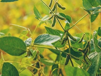 soybean grows on the field. Selective focus. nature.