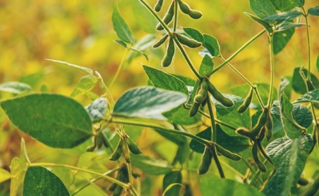 soybean grows on the field. Selective focus. nature.