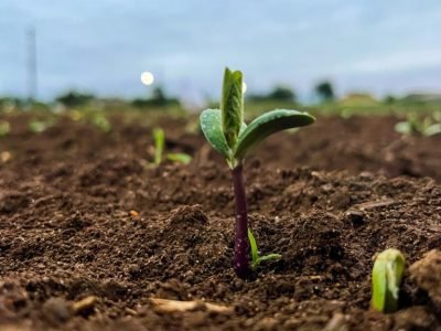 biotrop-solo-soja-foto-divulgacao (Médio)