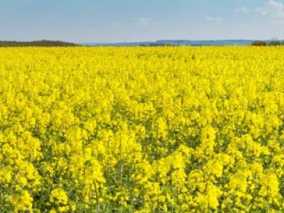 blog_tdc_canola-1024x1024 (Telefone)