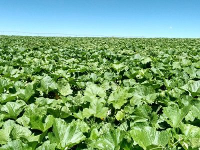 Takayama - Foto: Divulgação