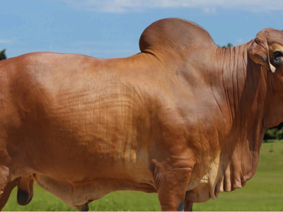 Concept Plus representa vacas em fazenda de pecuária de corte