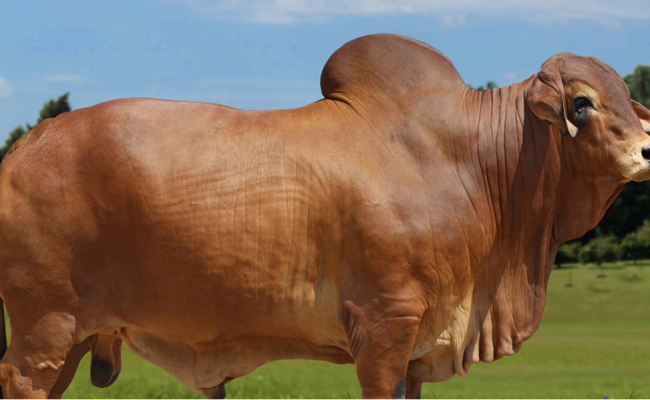 Concept Plus representa vacas em fazenda de pecuária de corte