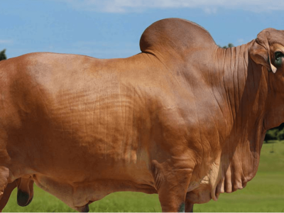 Concept Plus representa vacas em fazenda de pecuária de corte