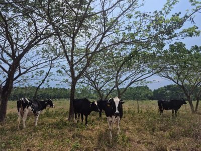 Foto: Nina Machado Suzigan

Bovinos sob árvores de bordão-de-velho na área experimental da Embrapa Rondônia