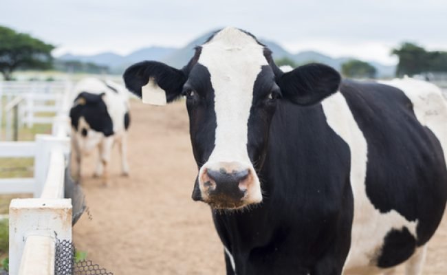 Cows grazing on field.