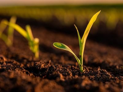 Milho - Fotos: Shutterstock