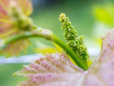 Broto de uva - Créditos: shurtterstock