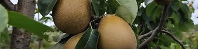 brs-aurea-cultivar-pera-embrapa
