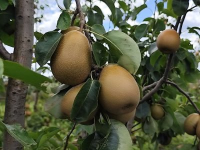 brs-aurea-cultivar-pera-embrapa