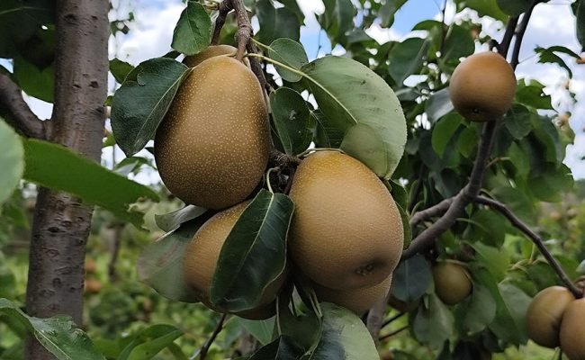 brs-aurea-cultivar-pera-embrapa