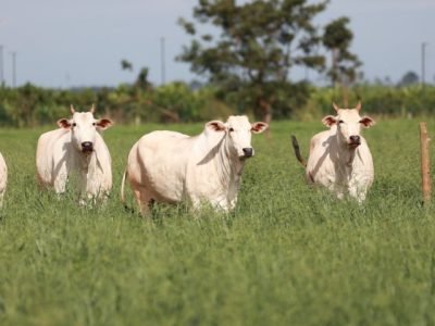 brs-carinás-nova-cultivar-braquiaria.jpg