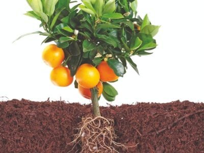 Na nutrição citrícola, qual a dose planejada?