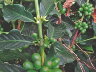 Florada e frutos ao mesmo tempo no café?