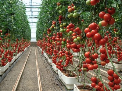 BASF lança novo estabilizante à luz