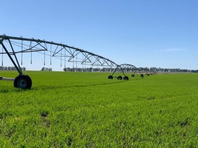 Arroz irrigado - Crédito: Divulgação