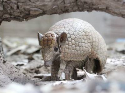 caatinga (Telefone)
