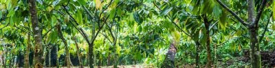 Cacau - Créditos: Shutterstock